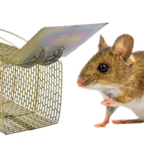 "The Great Mouse Escape: A Tale of Hamam Qaleen, Kitchen Chaos, and a Confident Little Critter"