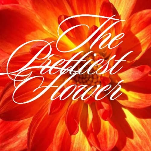 The prettiest flower