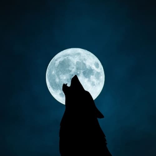 A Vampire mate with a werewolf