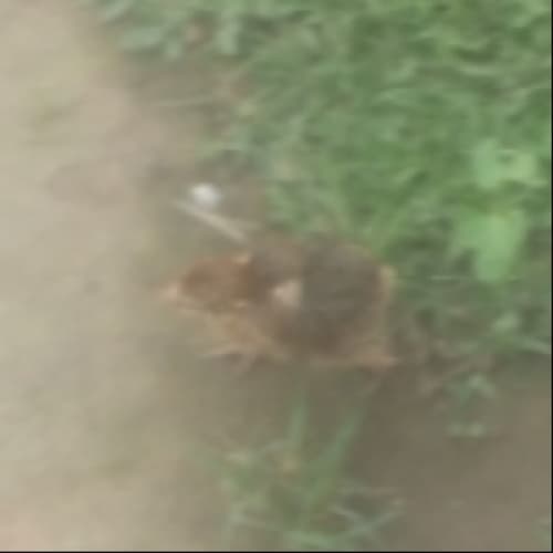 The WILD-CHICK