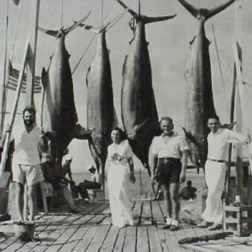 Tales from a Mermaids' Diary: Cats in the Sun