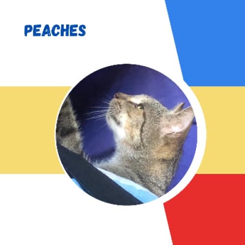 Cover for Peaches