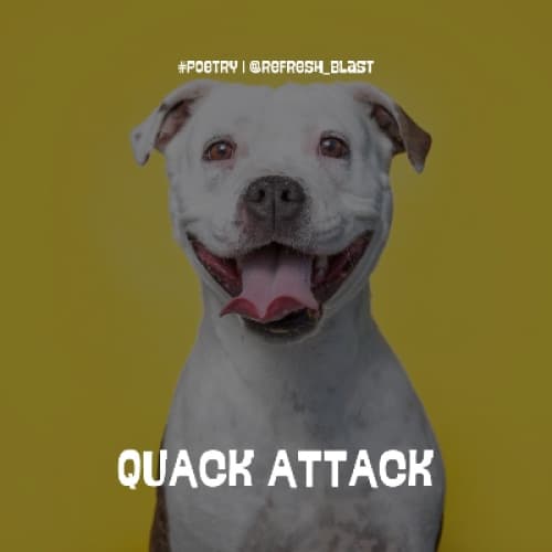 Quack Attack
