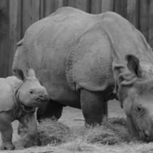 The Brave Little Rhino on the Friendly Farm.