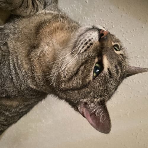 The Great Cat