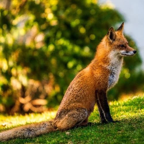 Cover for The Man  Who Loved Foxes