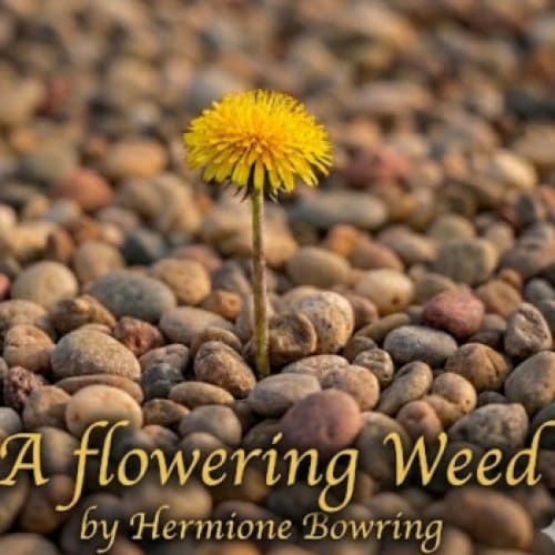 A flowering weed
